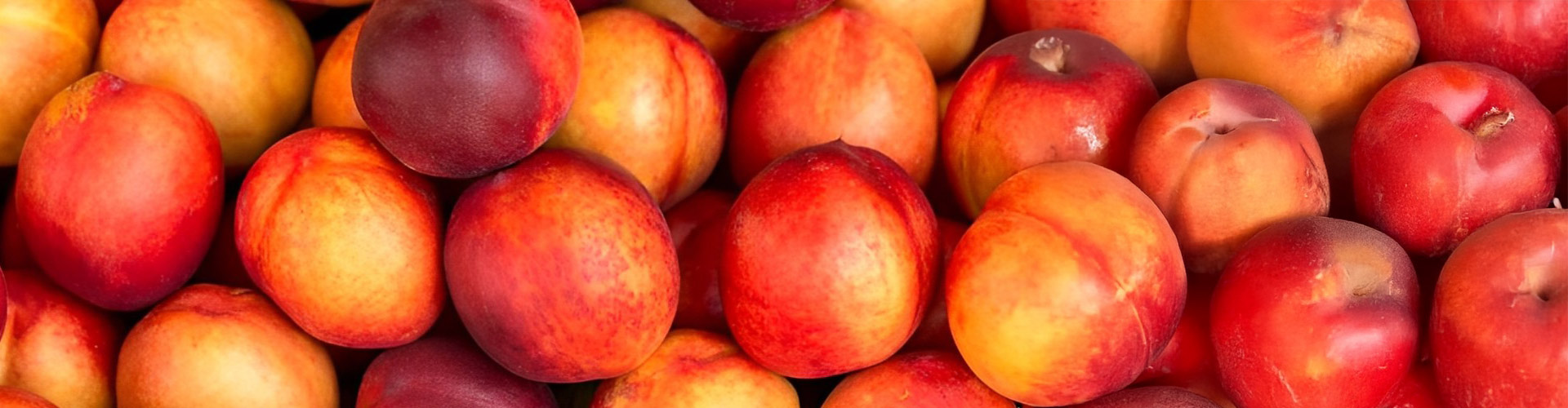 Nectarina