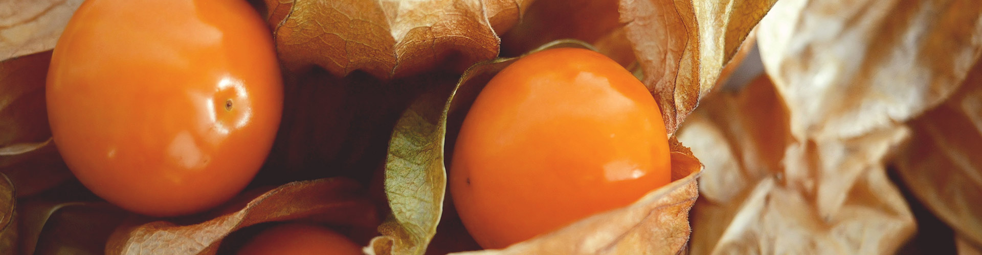 Physalis